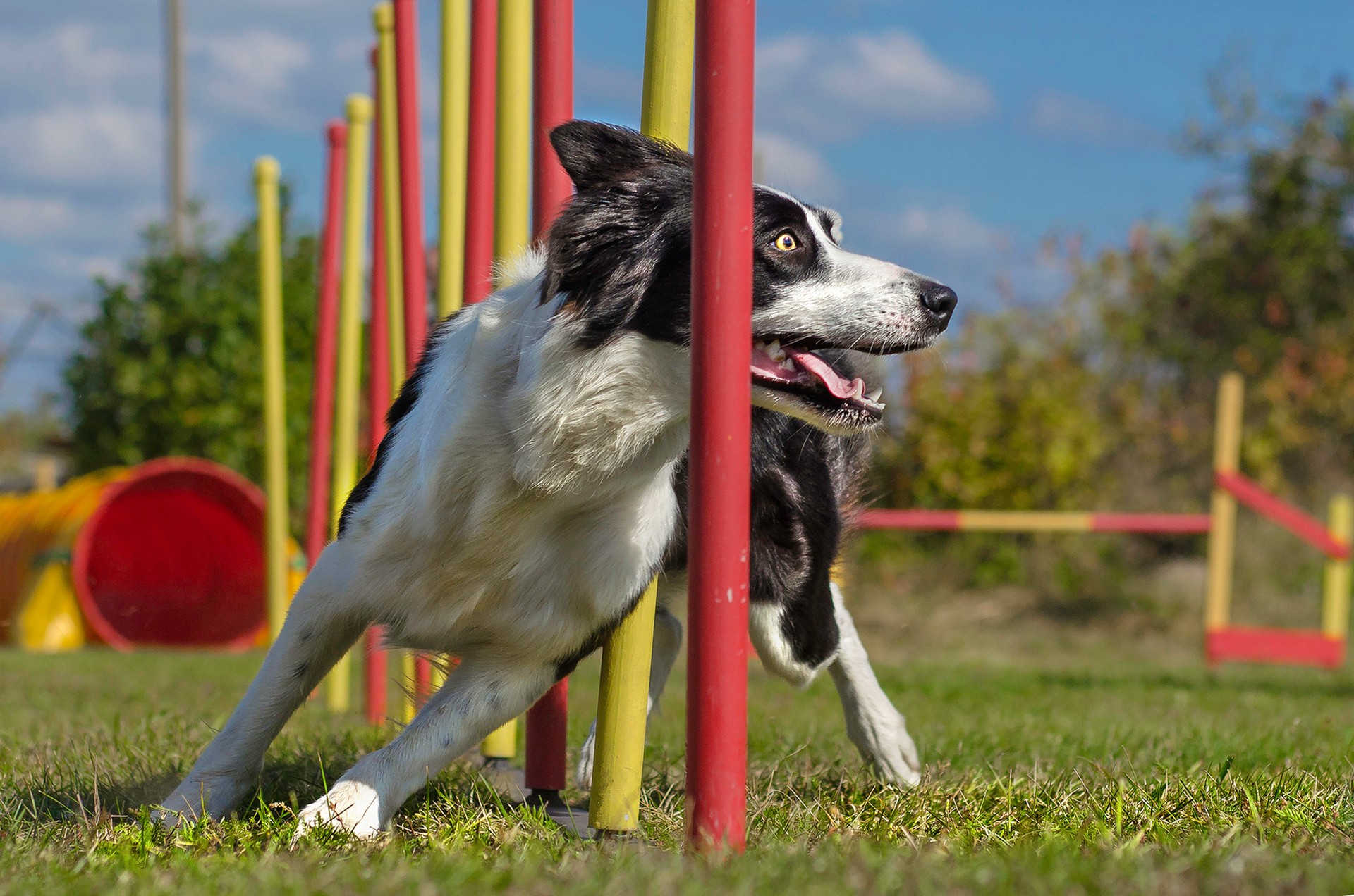 Dog agility slalom